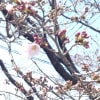八本松ヘア＆エステちかのぶの桜
