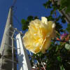 薔薇、モコウバラ、撫子、オダマキ～清々しい眺めです。