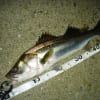 釣れた「すずき」たち、セイゴ・フッコもいるよ＾＾