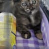 6/23 犬猫里親会