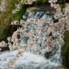 桜と渓流の流れ