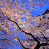 兼六園と金沢城の桜