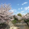 2020  佐保川の桜