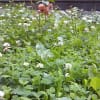 ワンコの虫籠♪