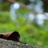 登って下って