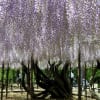 岡崎城公園の藤の花