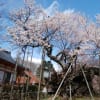 サクラサクラ