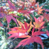 あの頃チャンネル(2009年11月15日～2009年11月21日)