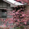 徳島県神山町・３月の風景や花々