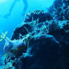 Underwater Photos 9