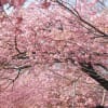 2013年3月　河津桜