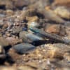 ヒスイボウズハゼ Stiphodon alcedo