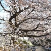 川崎市多摩区の川沿い桜2015