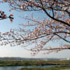 小野市　平池公園、加古川堤の桜