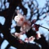 万博公園の梅