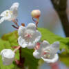 鉢植えの「オトコヨウゾメ」　花と果実
