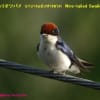 ツバメ科Hirundinidae スズメ目Passeriformes