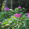 長命寺の紫陽花