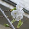大阪冬桜