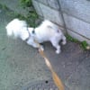 ちゃーちゃこ