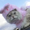 うさぴょんウルフ