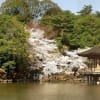 奈良公園に咲く桜風景