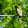 ハチクイ科の鳥さん　（インド）