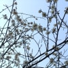余野川の四季～アトランダムフォトその７～あの頃(2012年03月25日～2012年03月31日)