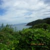 野母崎半島の山～ノシランの花