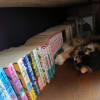 猫のクリボーは本棚の中
