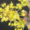 今日の花(サンシュユ)