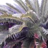 あの頃：百花繚乱　　　