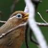 ヒスイ色の目「ガビチョウ」