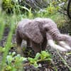 羊毛フェルトでアフリカゾウ