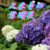 久米寺の紫陽花