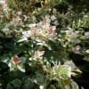新潟県食育・花育センター（２０１２．１０．４　晴れ）