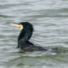 カワウの食事