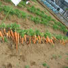 畑の野菜2011年3月
