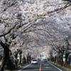想い出写真館「富岡町のサクラ…さくら…桜…」