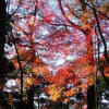 小石川後楽園紅葉