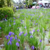 カキツバタ自生地