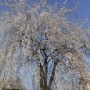 慈眼寺の枝垂桜2018年