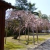 東大寺  2012/2015