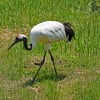 道東探鳥ツアー1日目釧路→弟子屈