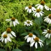 長良公園・花と蝶・７月(初旬)