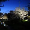 札幌の千島桜　夜桜