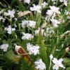 千鳥が淵のシャガの花ー１