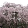 京都御園の桜1