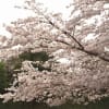 伏見城の桜