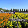 ファーム富田・・・・秋の花壇